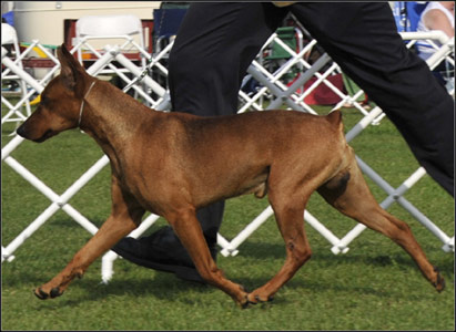 dog photo