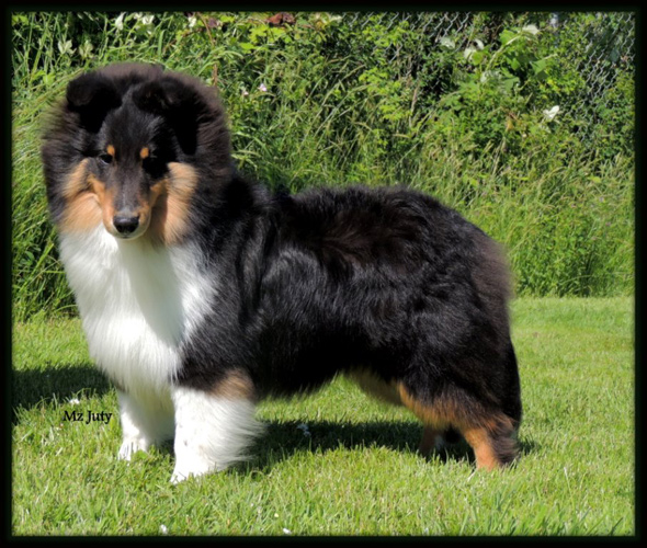dog photo