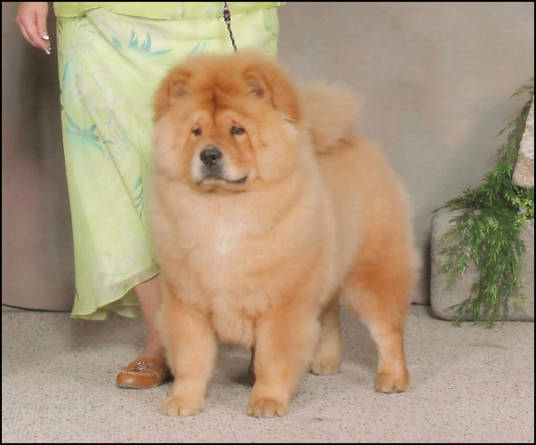 dog photo