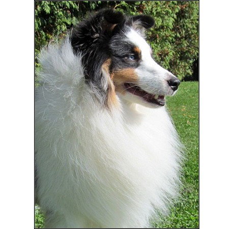 dog photo