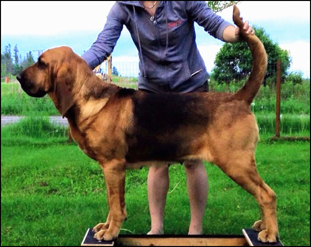 dog photo