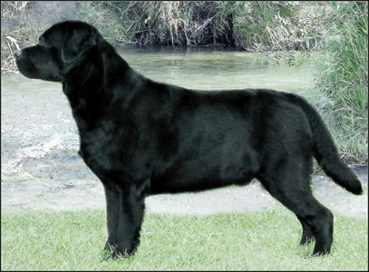 dog photo