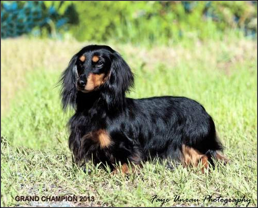 dog photo