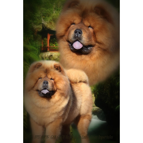 dog photo