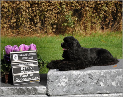 dog photo