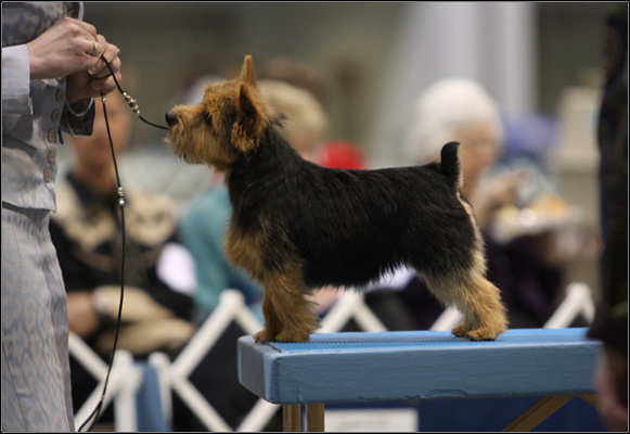 dog photo