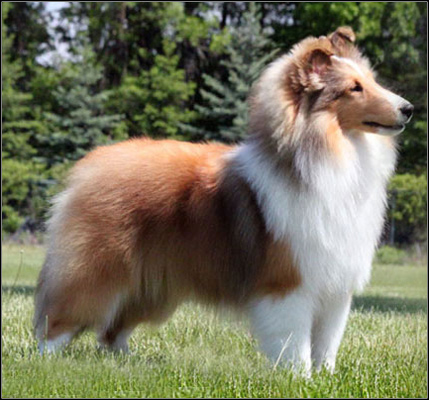 dog photo