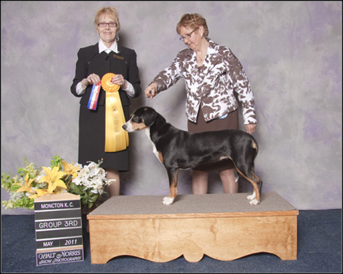 dog photo