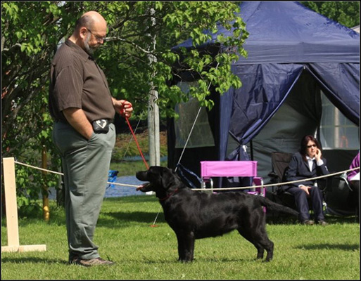 dog photo