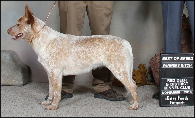 dog photo
