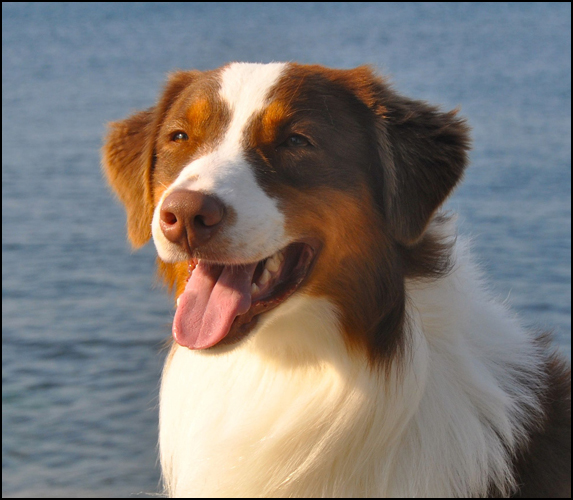 dog photo