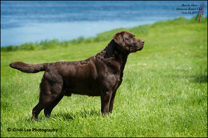 dog photo
