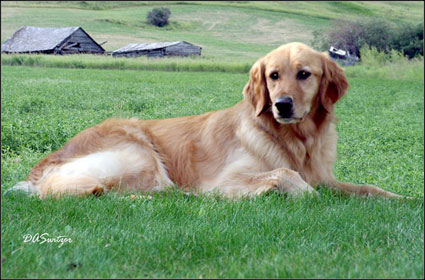 dog photo