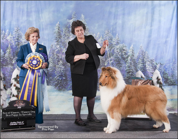 dog photo