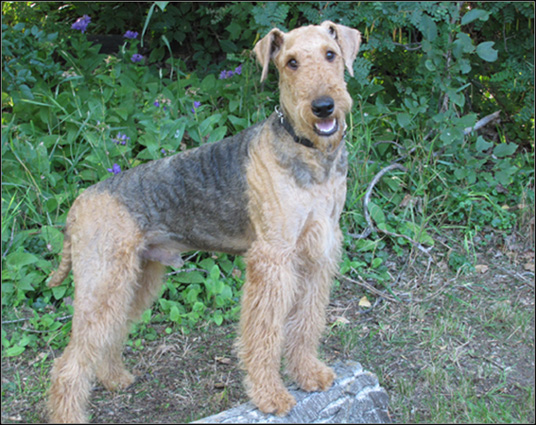 dog photo