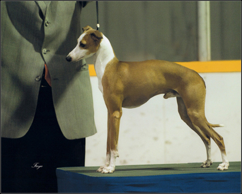 dog photo