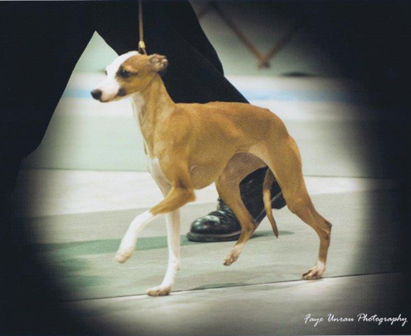 dog photo
