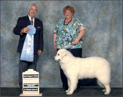 dog photo