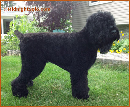 dog photo
