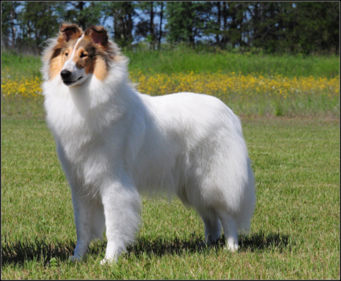 dog photo