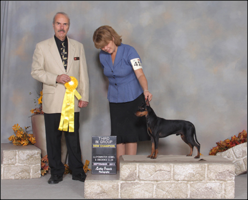 dog photo