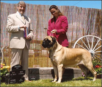 dog photo
