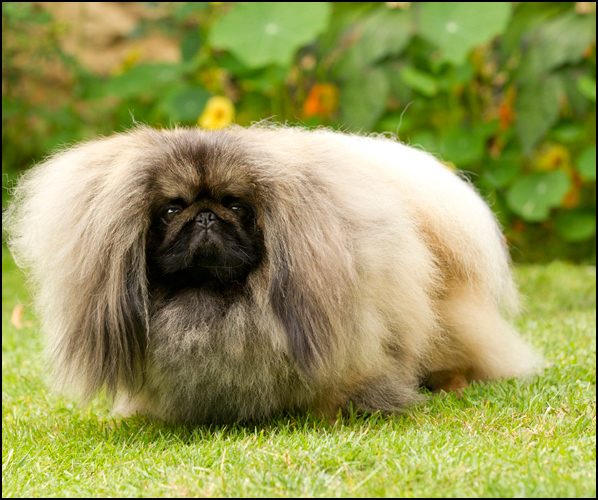 dog photo