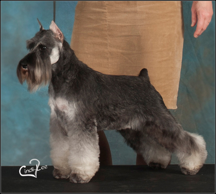 dog photo
