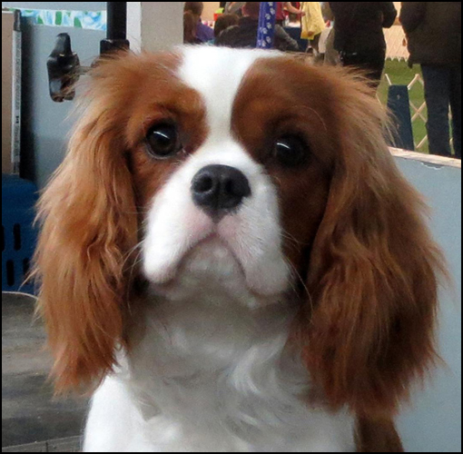 dog photo