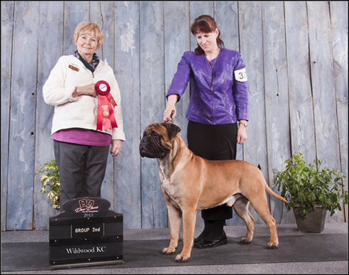 dog photo