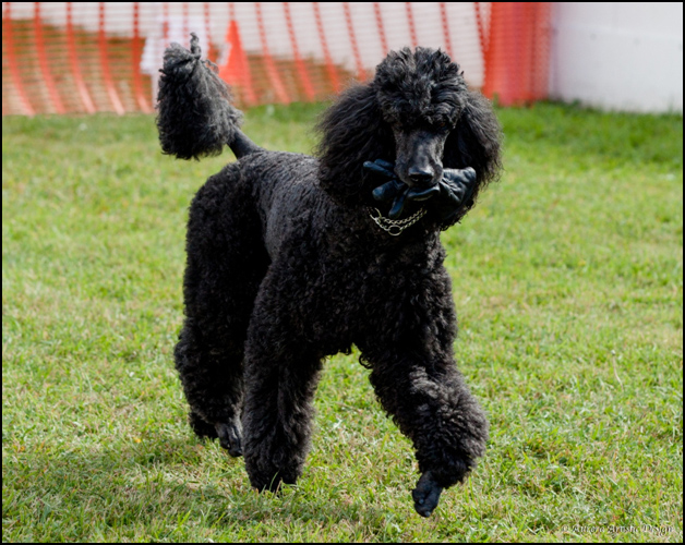 dog photo