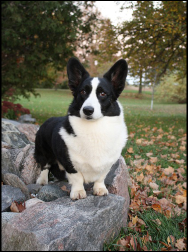 dog photo