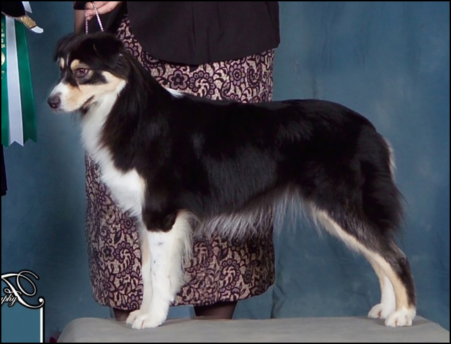 dog photo