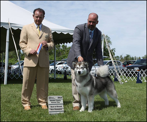 dog photo