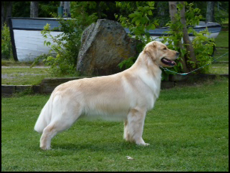 dog photo