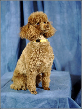 dog photo