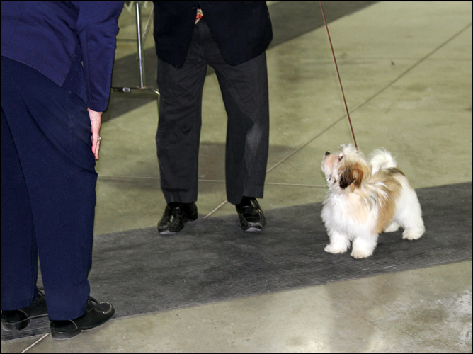 dog photo