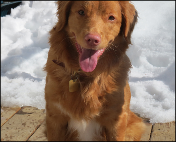 dog photo
