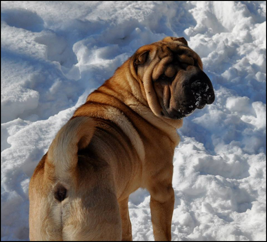 dog photo