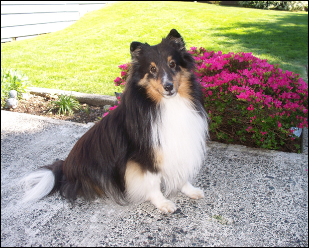 dog photo
