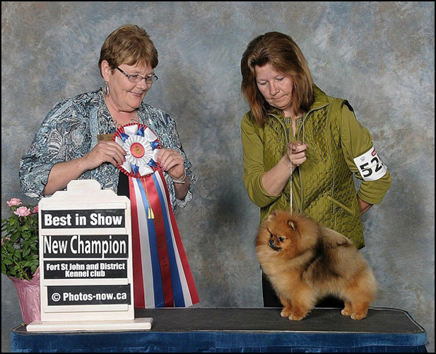 dog photo