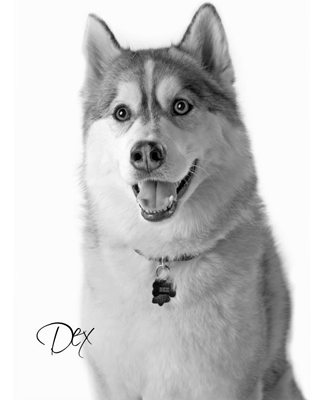 dog photo