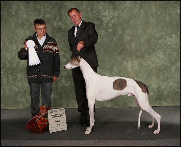 dog photo