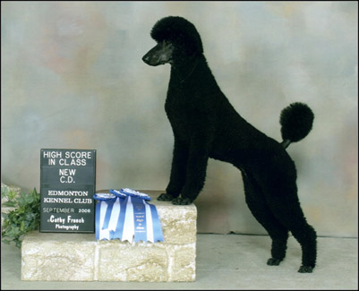 dog photo