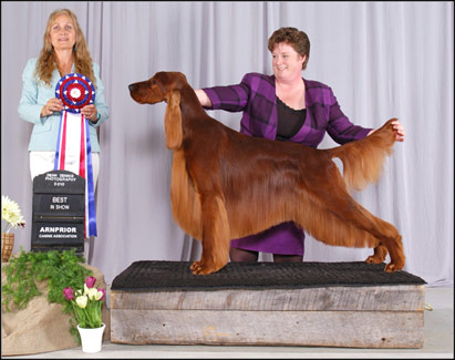 dog photo