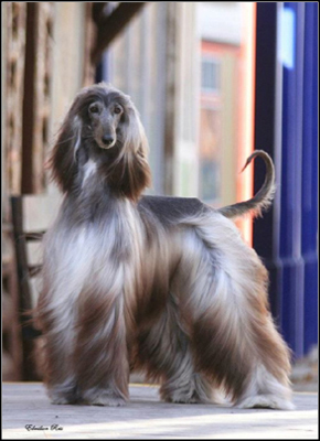 dog photo