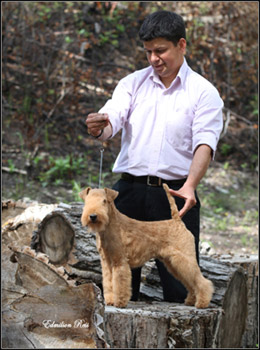 dog photo