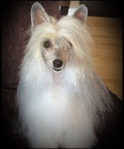 dog photo