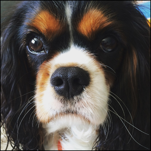 dog photo