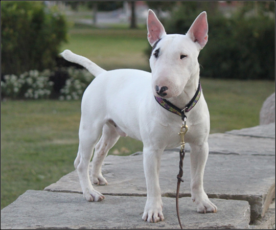 dog photo